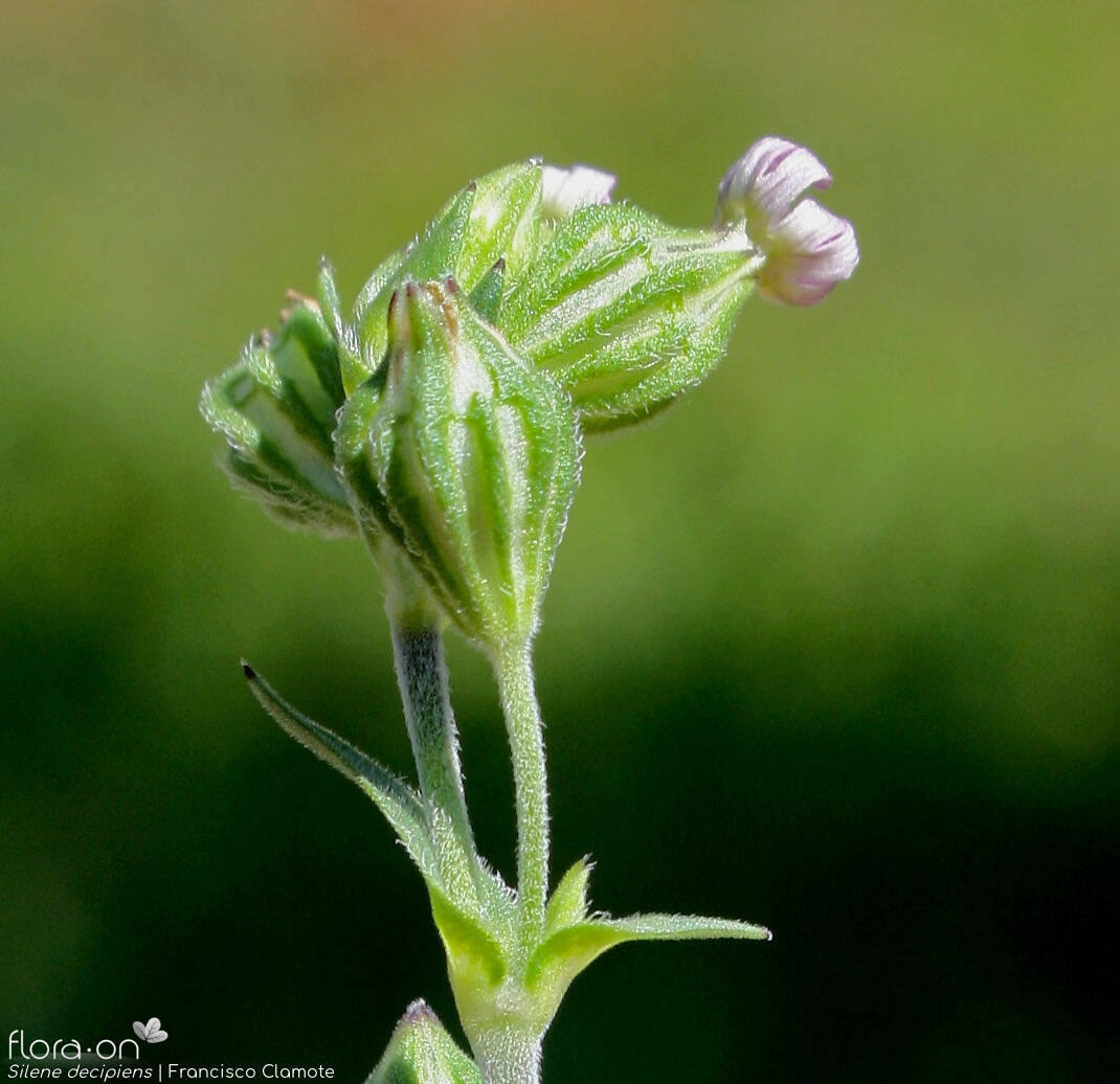 Silene decipiens - Flor (close-up) | Francisco Clamote; CC BY-NC 4.0