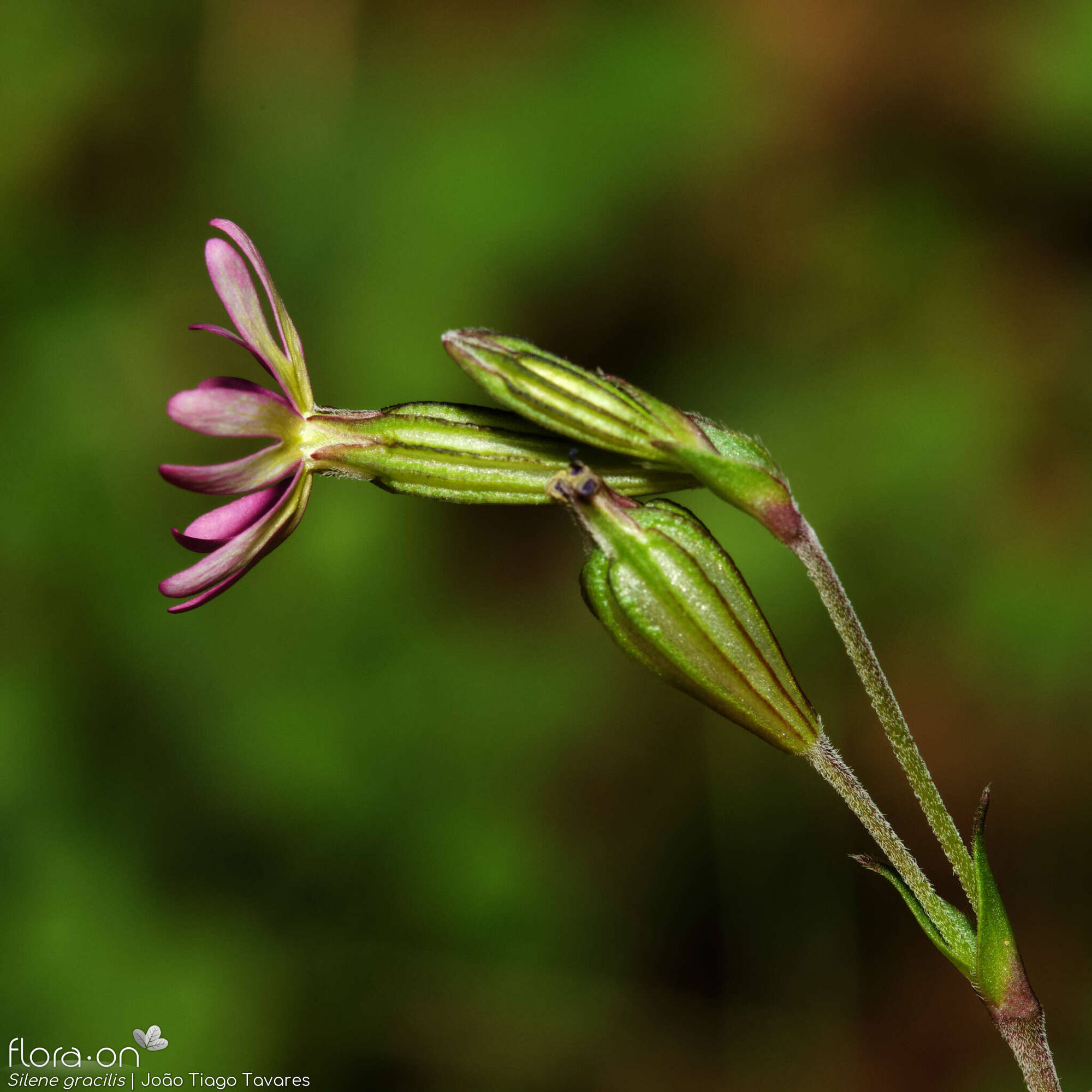 Silene gracilis - Flor (geral) | João Tiago Tavares; CC BY-NC 4.0