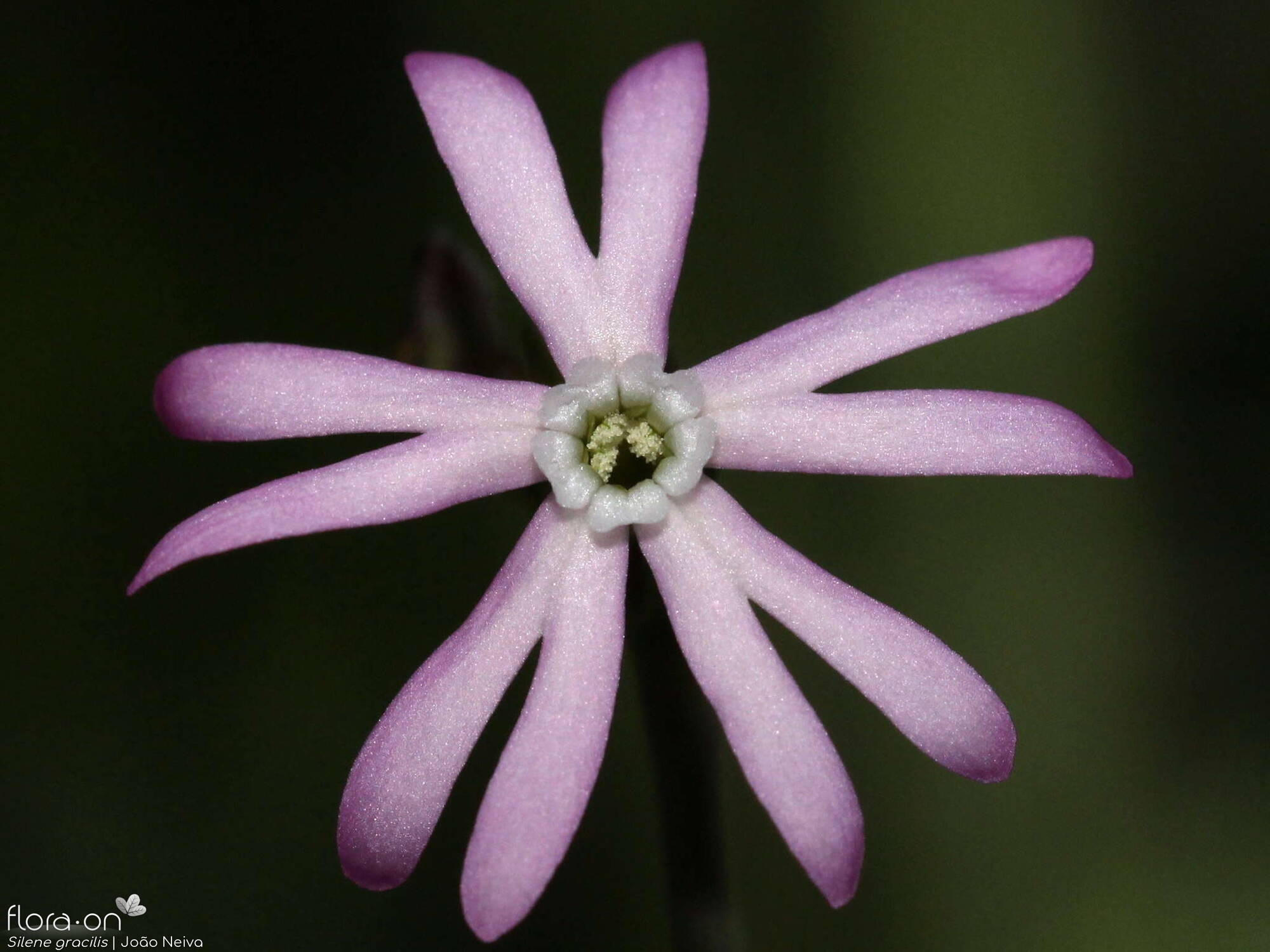 Silene gracilis - Flor (close-up) | João Neiva; CC BY-NC 4.0