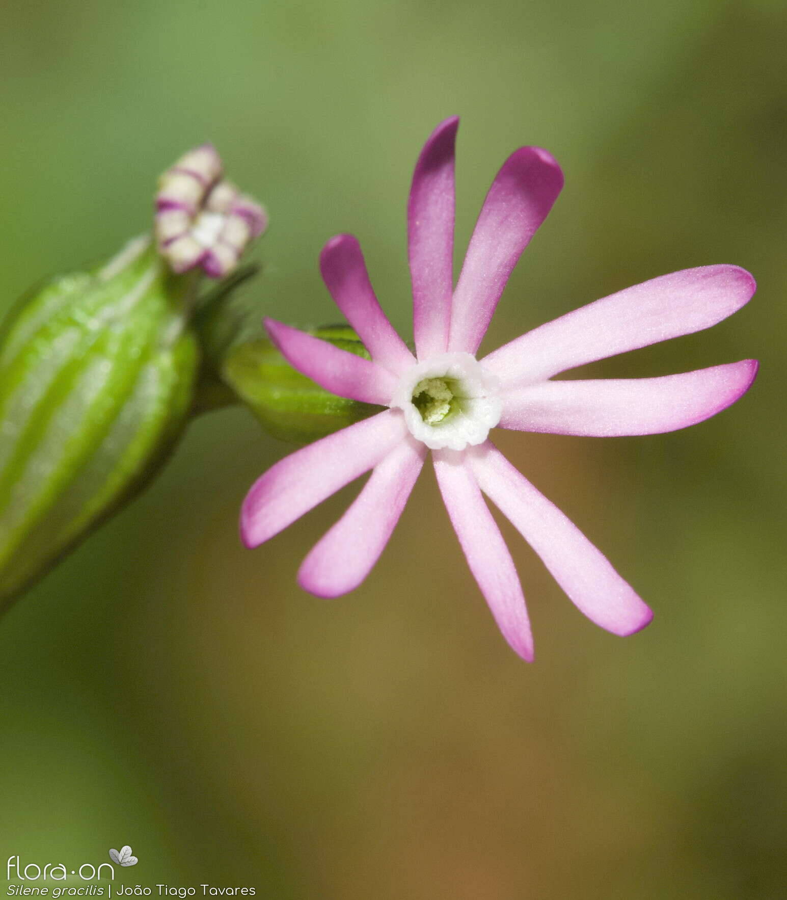 Silene gracilis - Flor (close-up) | João Tiago Tavares; CC BY-NC 4.0