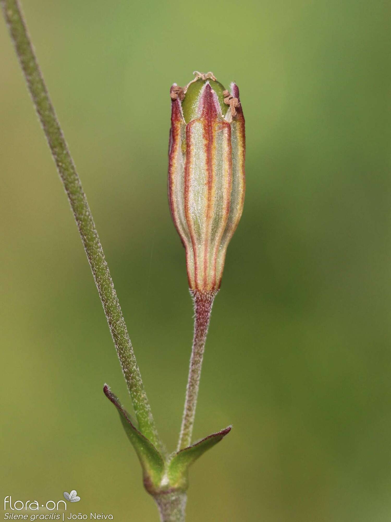 Silene gracilis - Cálice | João Neiva; CC BY-NC 4.0