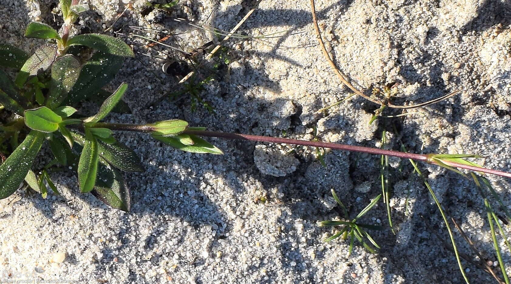 Silene gracilis - Hábito | Francisco Clamote; CC BY-NC 4.0