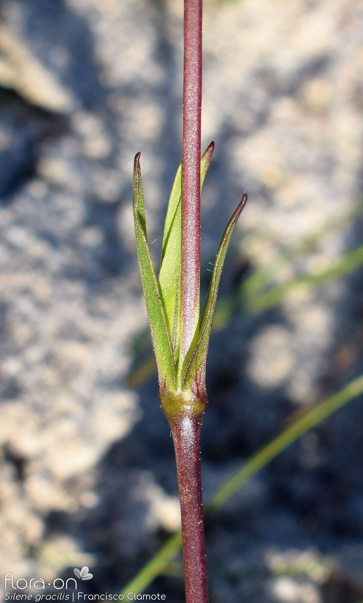 Silene gracilis - Caule | Francisco Clamote; CC BY-NC 4.0