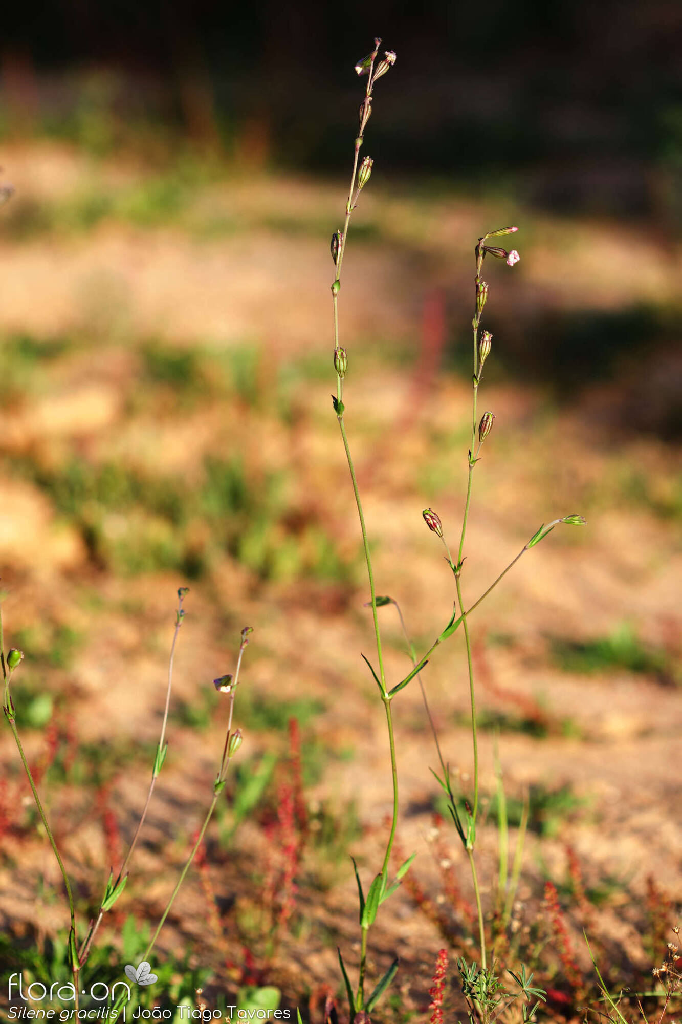 Silene gracilis - Hábito | João Tiago Tavares; CC BY-NC 4.0