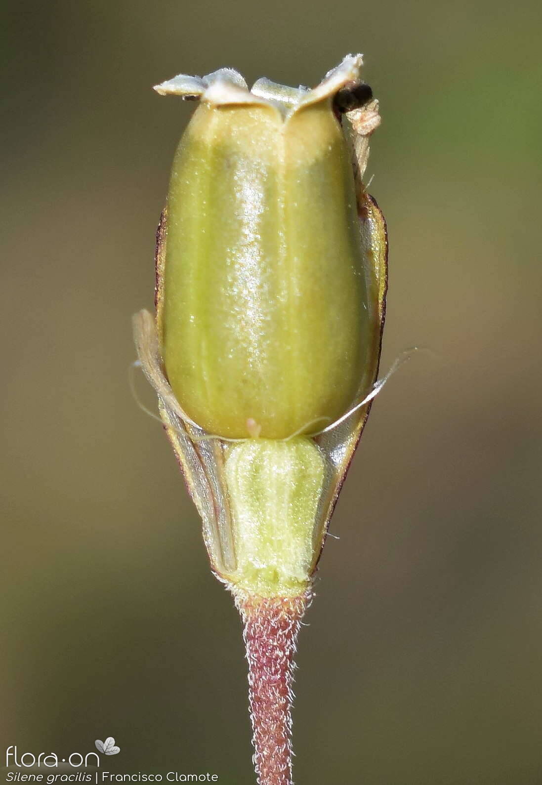 Silene gracilis - Fruto | Francisco Clamote; CC BY-NC 4.0