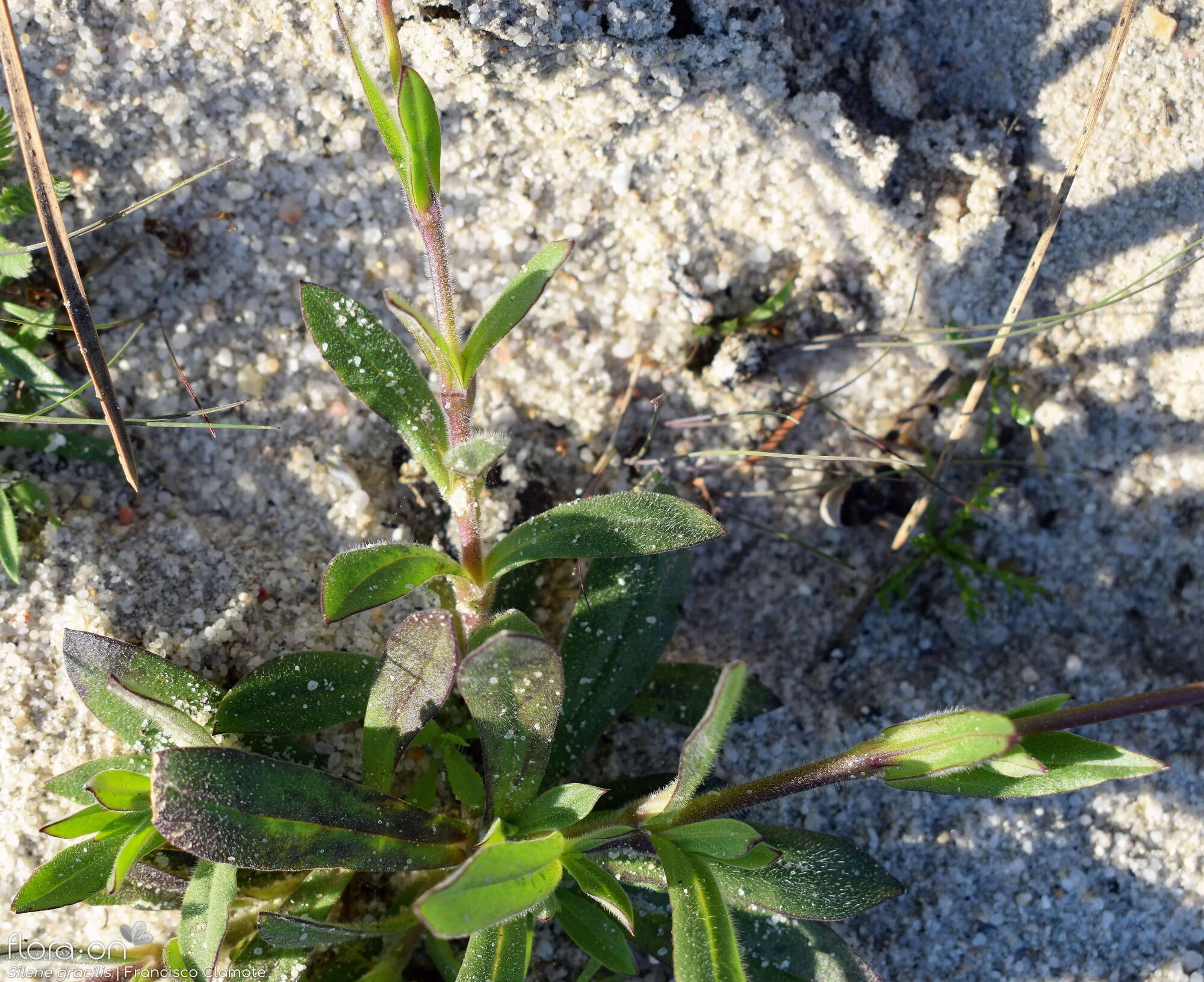 Silene gracilis - Hábito | Francisco Clamote; CC BY-NC 4.0