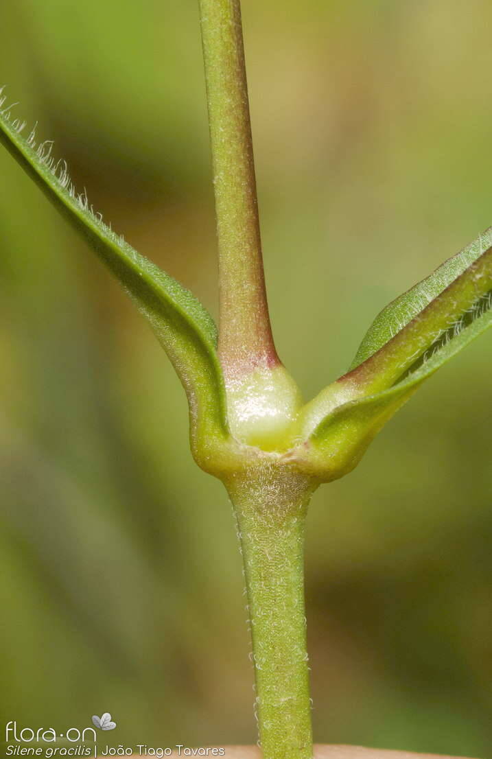 Silene gracilis - Caule | João Tiago Tavares; CC BY-NC 4.0