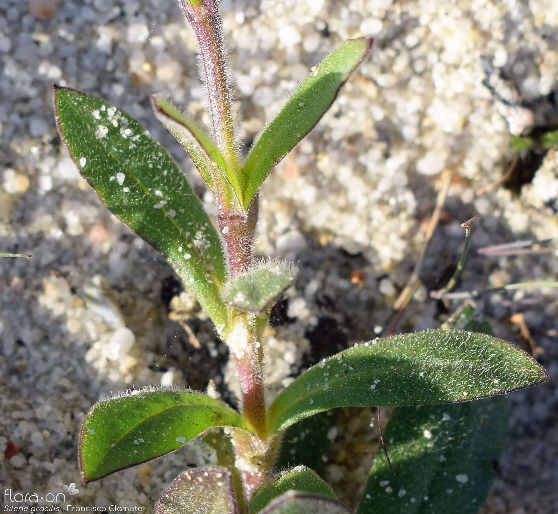 Silene gracilis - Folha | Francisco Clamote; CC BY-NC 4.0