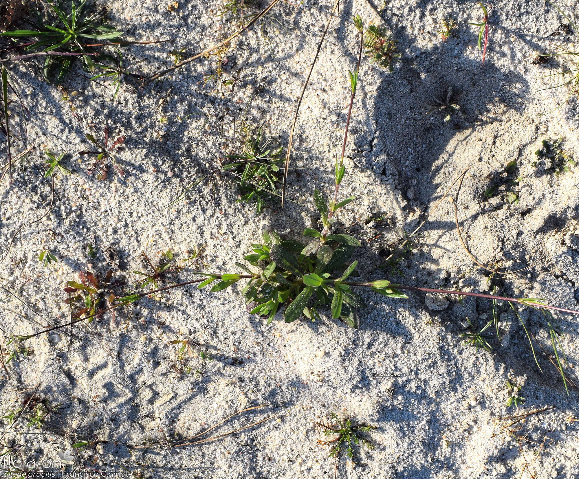 Silene gracilis - Hábito | Francisco Clamote; CC BY-NC 4.0