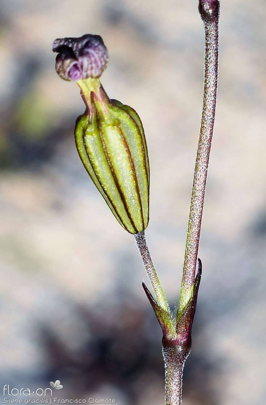 Silene gracilis - Cálice | Francisco Clamote; CC BY-NC 4.0