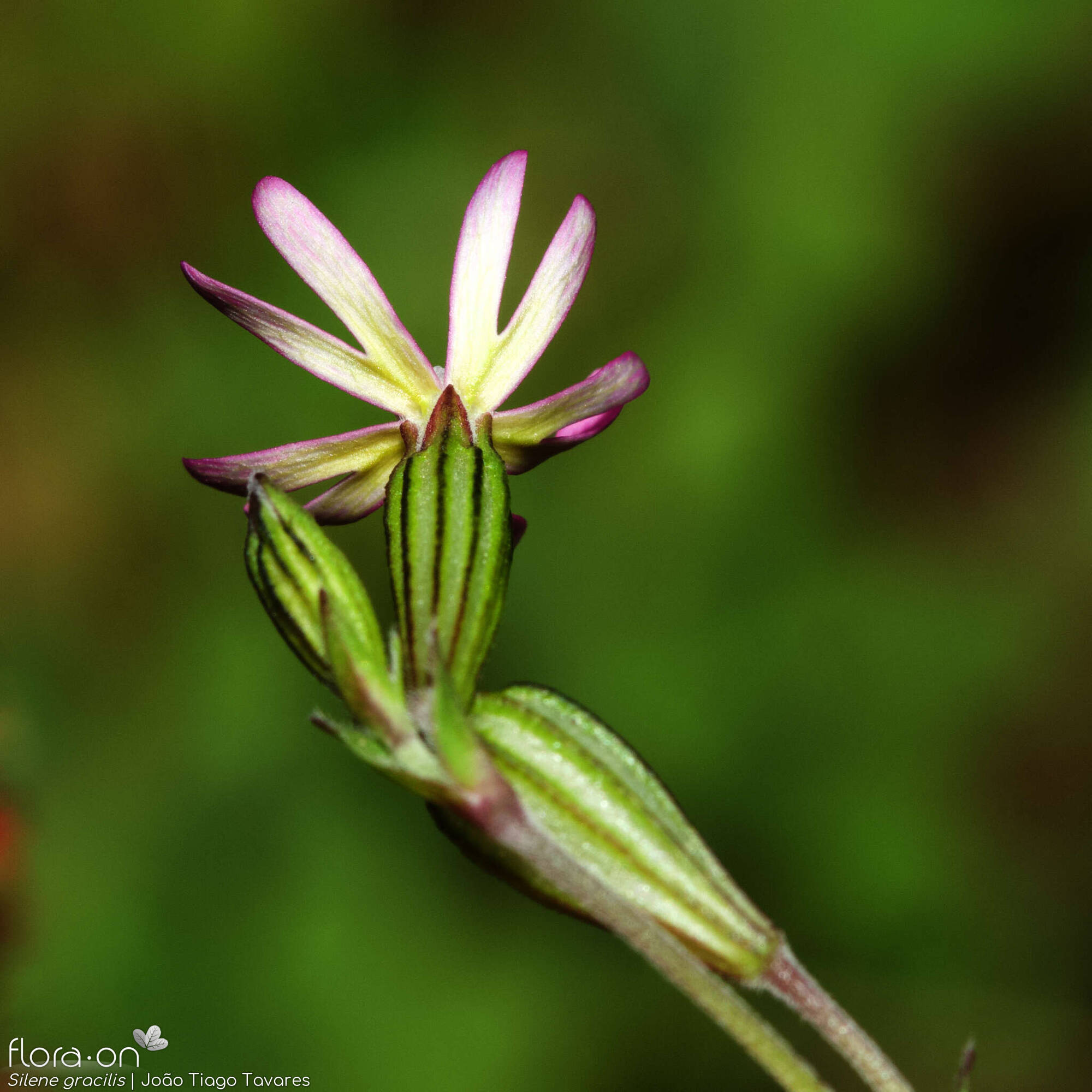 Silene gracilis - Cálice | João Tiago Tavares; CC BY-NC 4.0