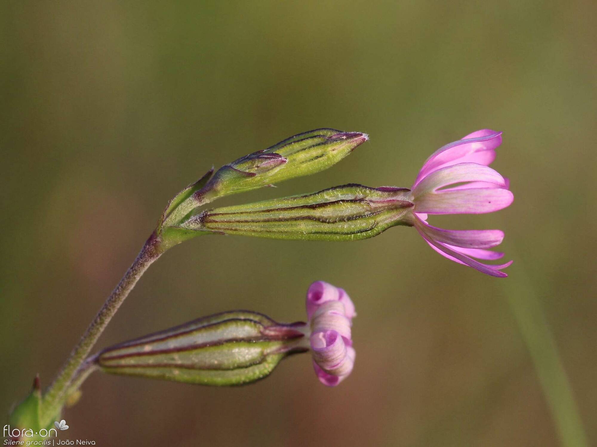 Silene gracilis - Flor (geral) | João Neiva; CC BY-NC 4.0