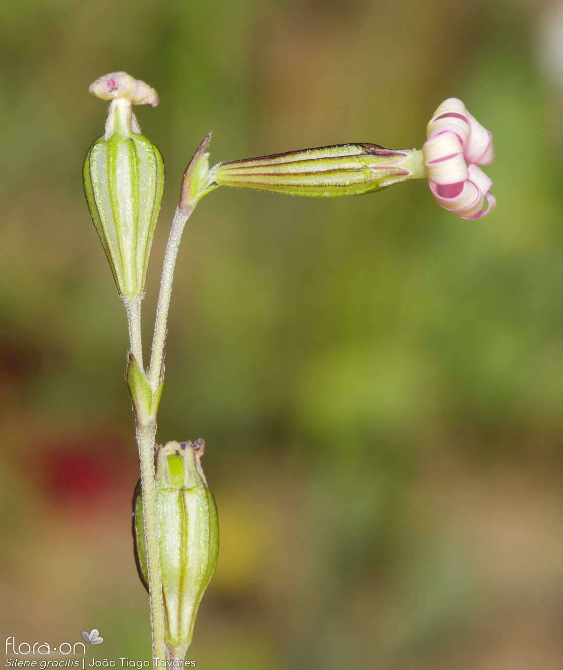 Silene gracilis - Flor (geral) | João Tiago Tavares; CC BY-NC 4.0