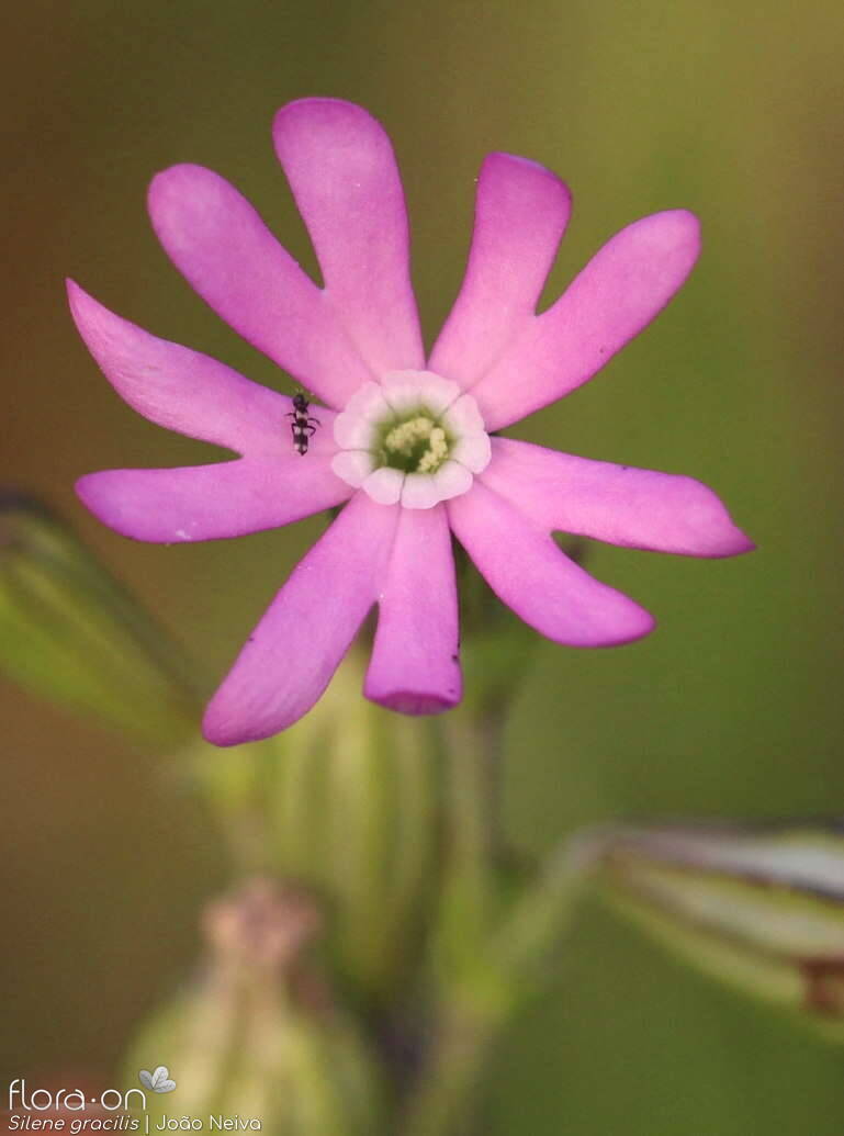 Silene gracilis - Flor (close-up) | João Neiva; CC BY-NC 4.0