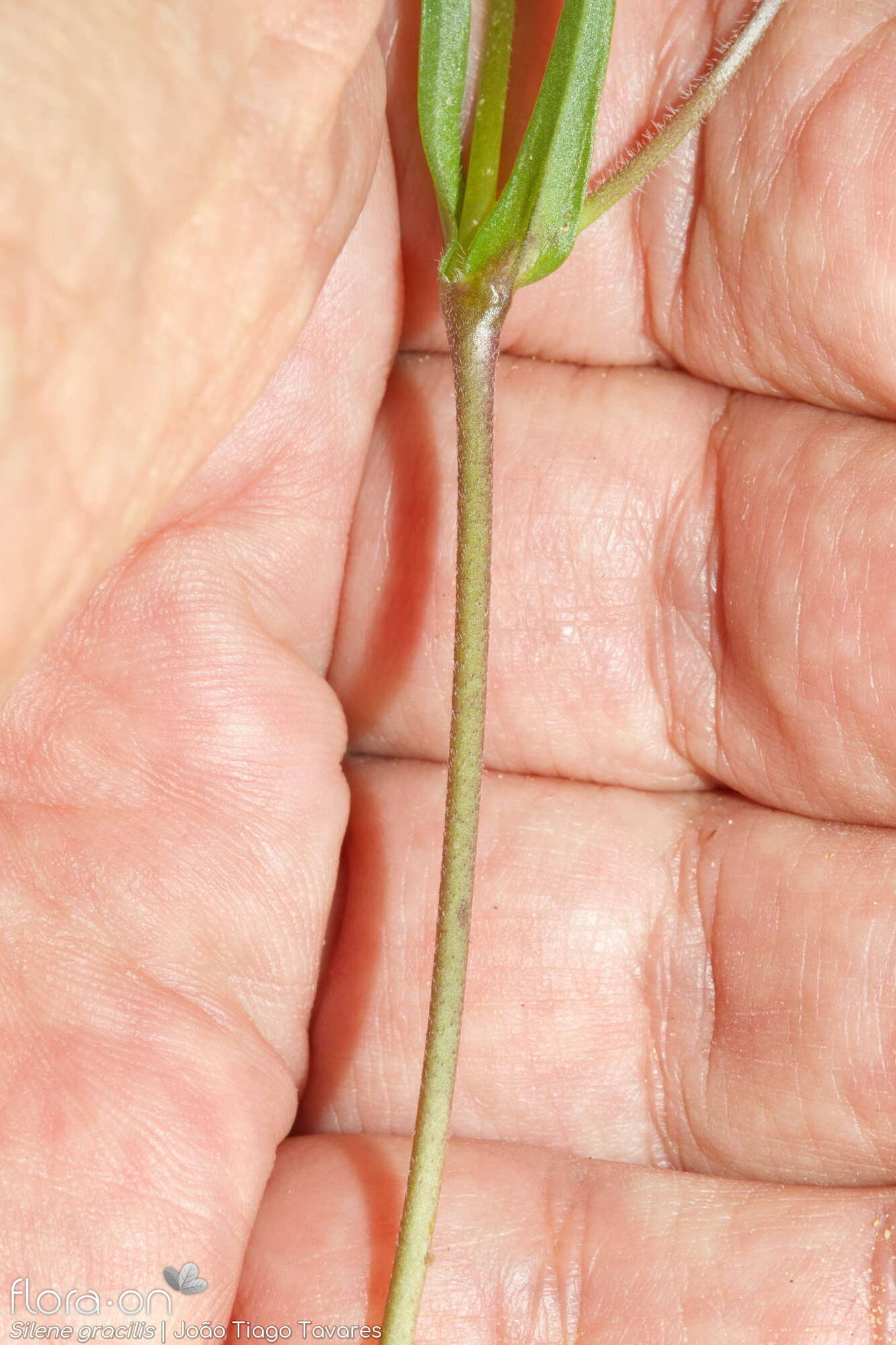 Silene gracilis - Caule | João Tiago Tavares; CC BY-NC 4.0