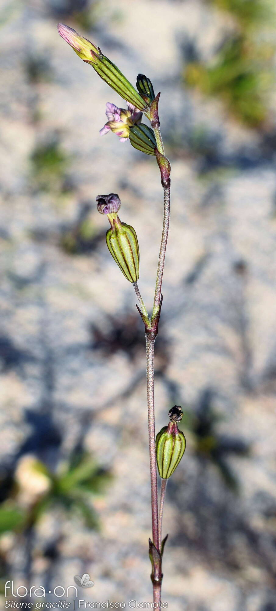 Silene gracilis - Flor (geral) | Francisco Clamote; CC BY-NC 4.0