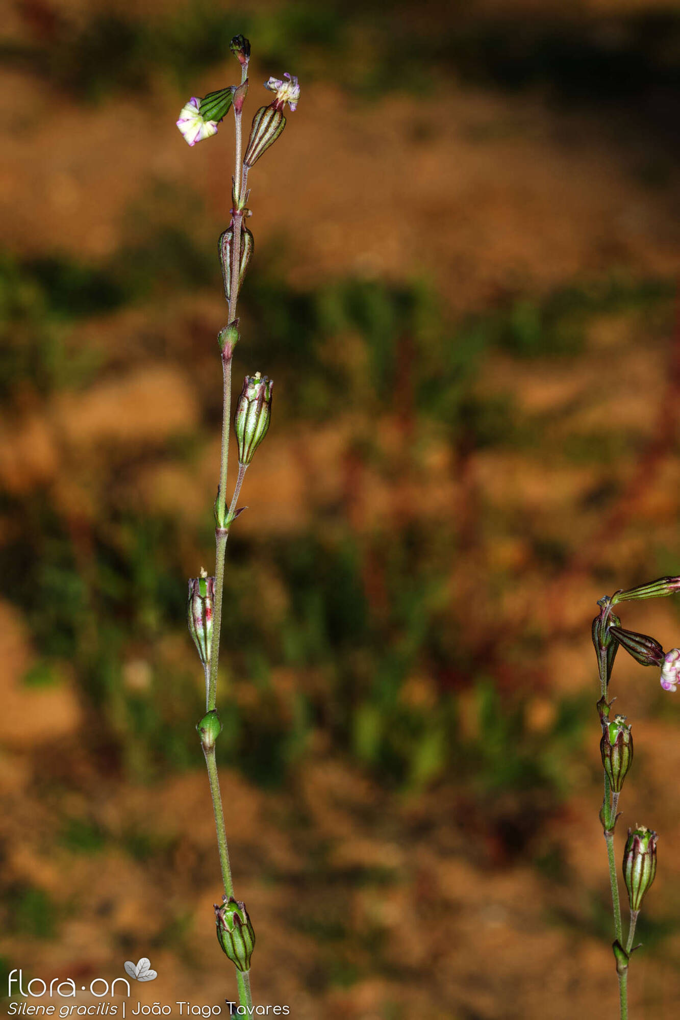 Silene gracilis - Hábito | João Tiago Tavares; CC BY-NC 4.0