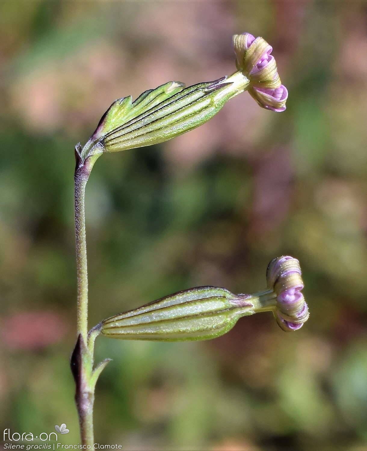 Silene gracilis - Flor (geral) | Francisco Clamote; CC BY-NC 4.0