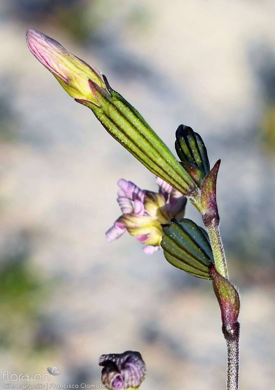 Silene gracilis - Flor (geral) | Francisco Clamote; CC BY-NC 4.0