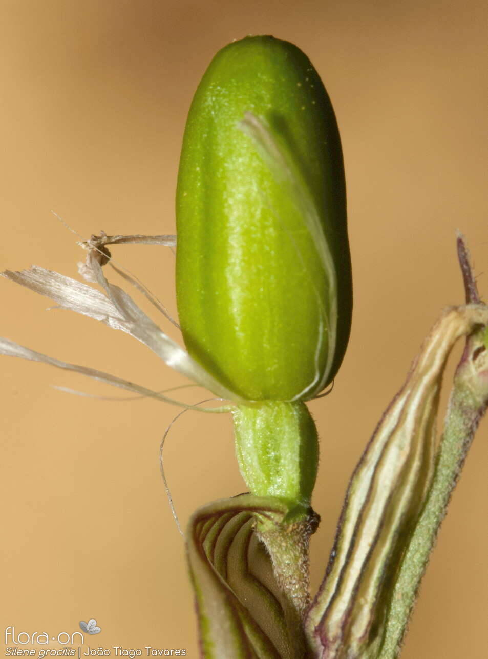 Silene gracilis - Fruto | João Tiago Tavares; CC BY-NC 4.0