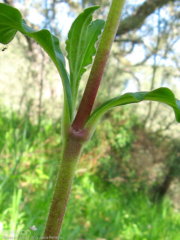 Silene latifolia - Caule | Ana Júlia Pereira; CC BY-NC 4.0