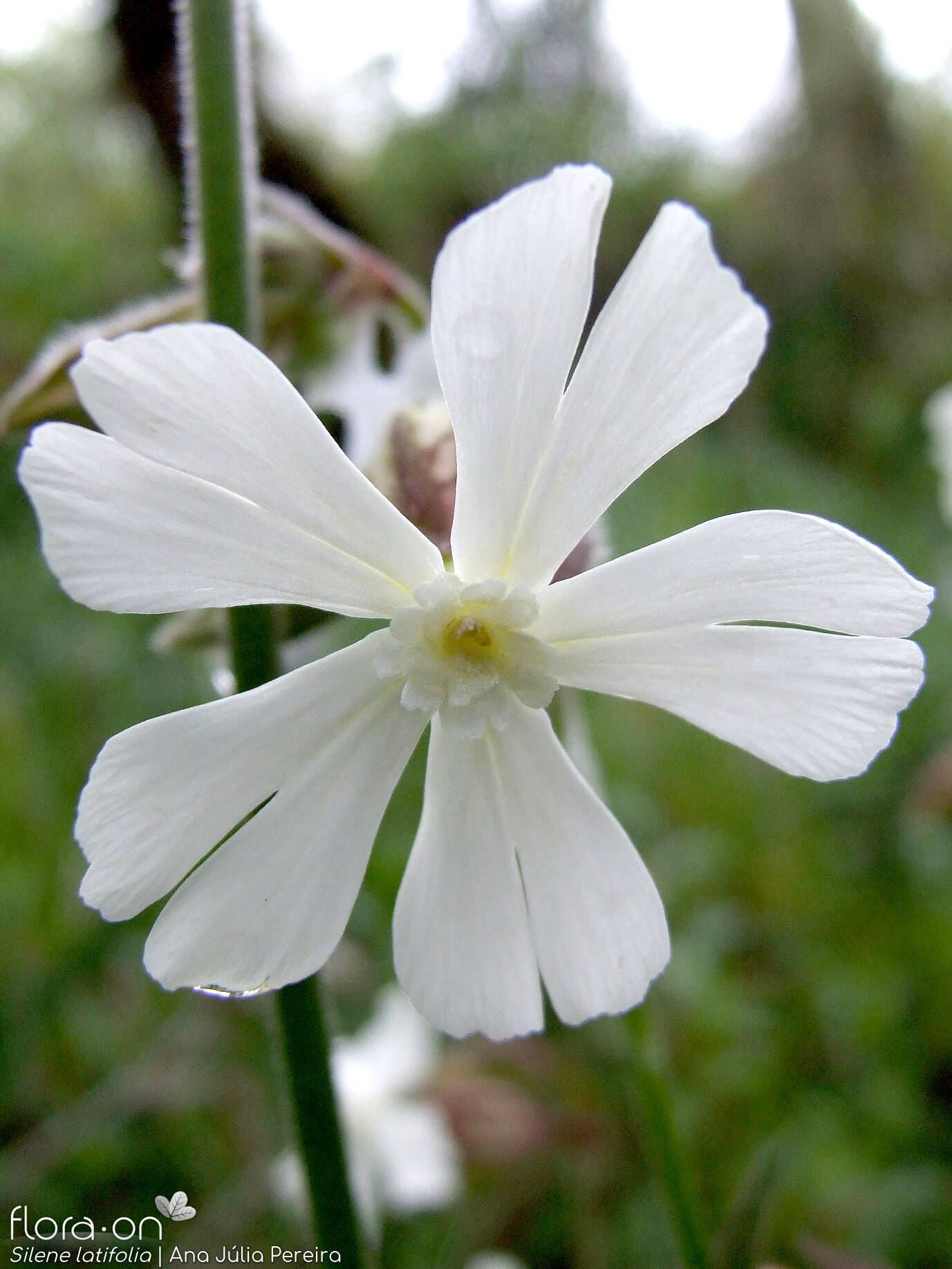 Silene latifolia - Flor (close-up) | Ana Júlia Pereira; CC BY-NC 4.0