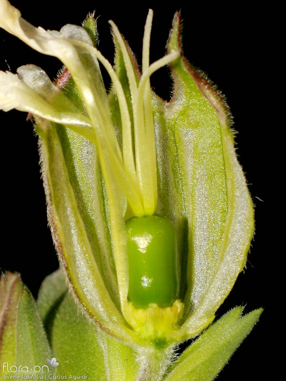 Silene latifolia - Estruturas reprodutoras | Carlos Aguiar; CC BY-NC 4.0