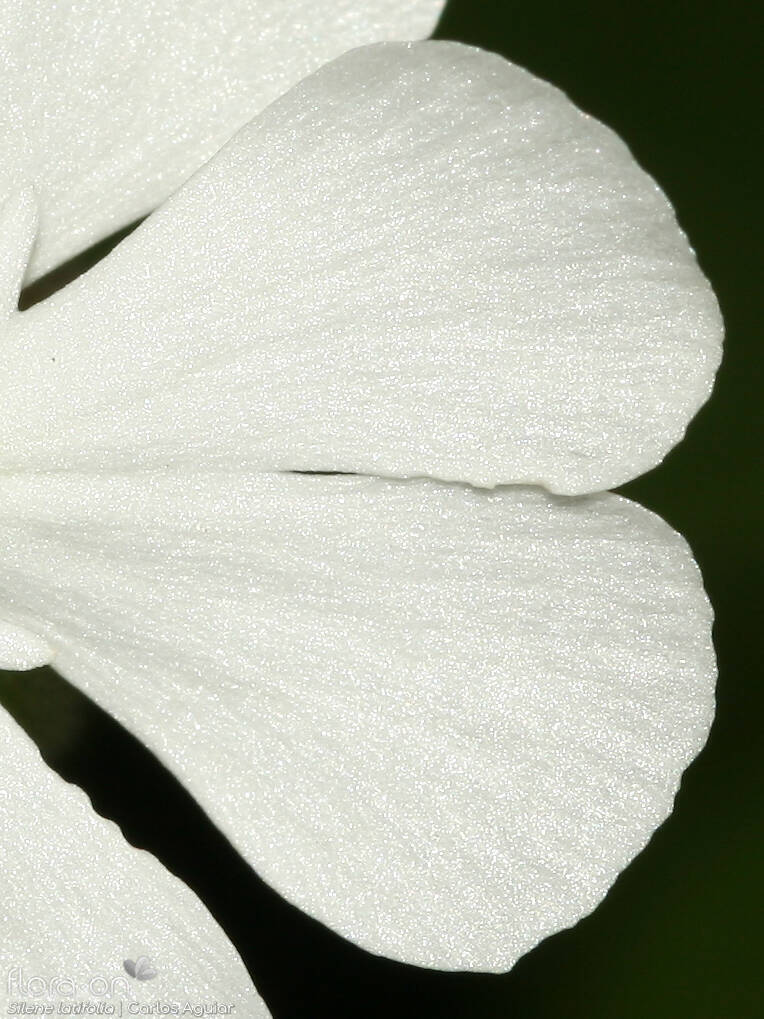 Silene latifolia - Flor (close-up) | Carlos Aguiar; CC BY-NC 4.0