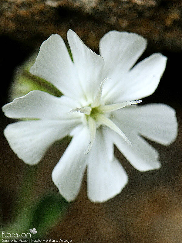 Silene latifolia - Flor (close-up) | Paulo Ventura Araújo; CC BY-NC 4.0