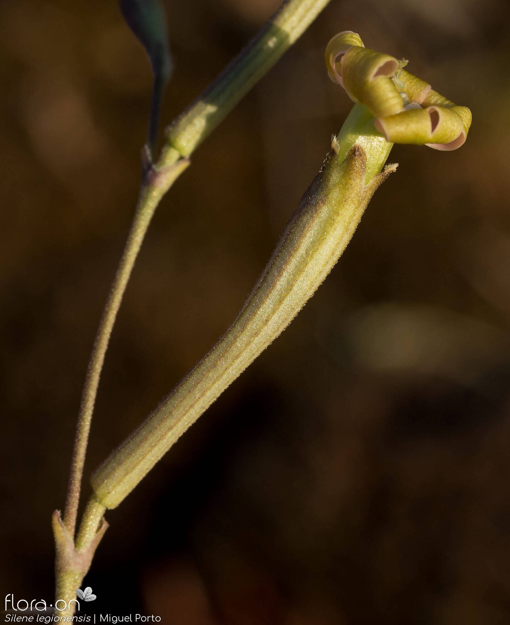 Silene legionensis - Flor (close-up) | Miguel Porto; CC BY-NC 4.0