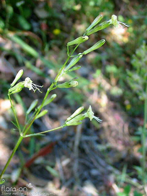 Silene mellifera