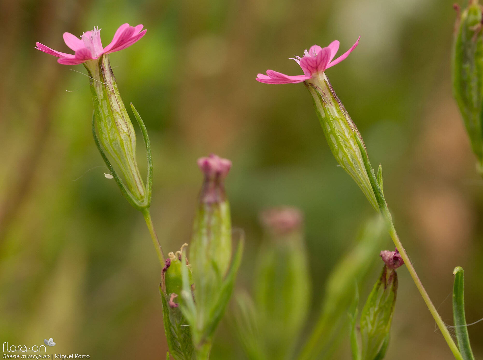 Silene muscipula - Flor (geral) | Miguel Porto; CC BY-NC 4.0