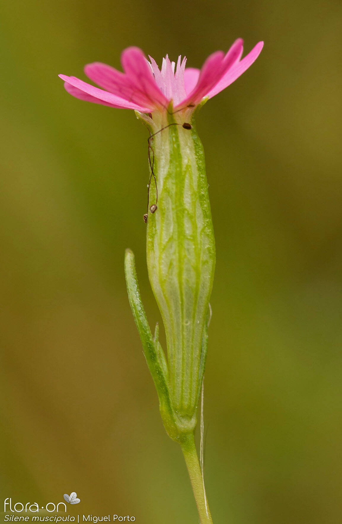 Silene muscipula - Flor (close-up) | Miguel Porto; CC BY-NC 4.0