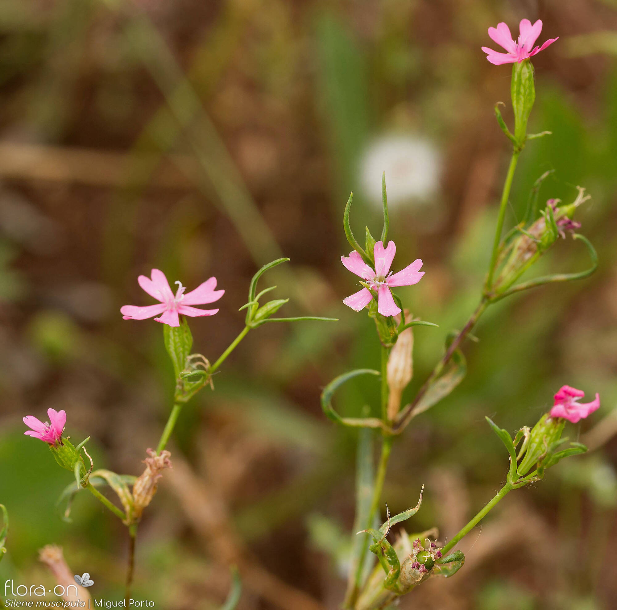 Silene muscipula - Flor (geral) | Miguel Porto; CC BY-NC 4.0
