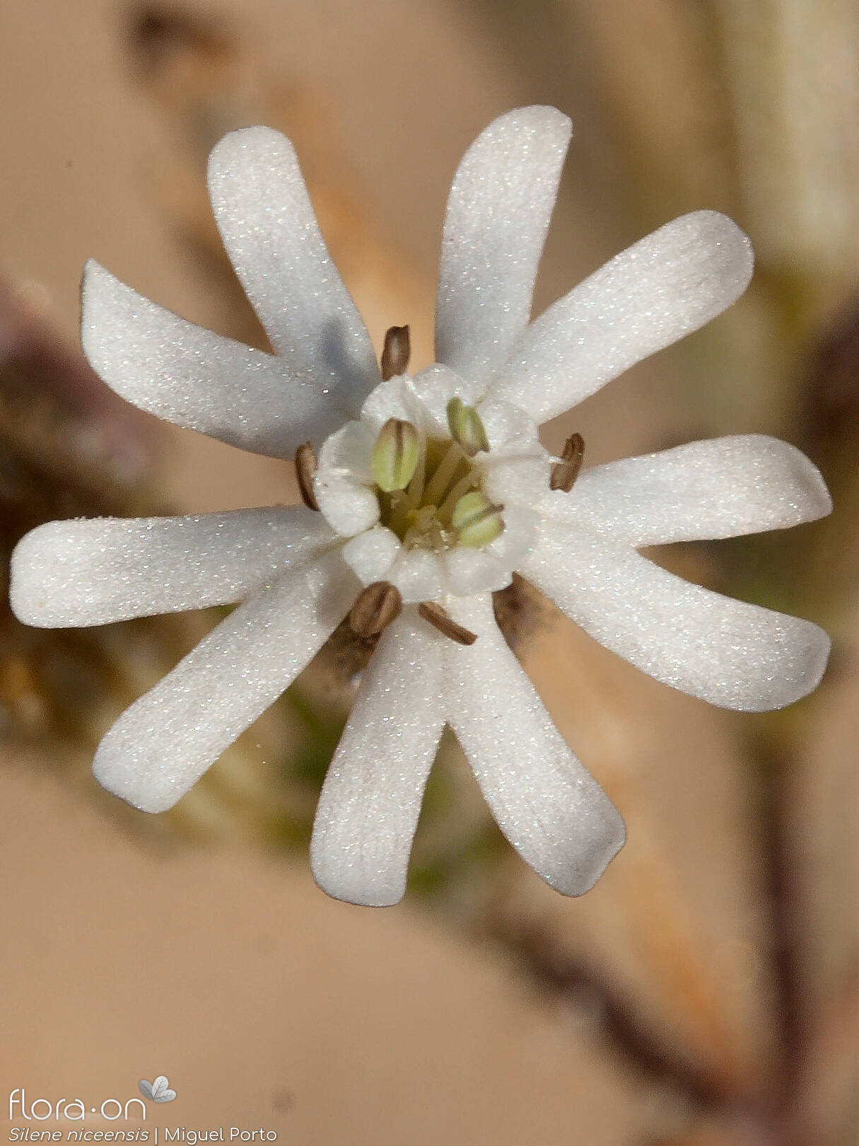 Silene niceensis