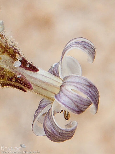 Silene niceensis - Flor (close-up) | Miguel Porto; CC BY-NC 4.0