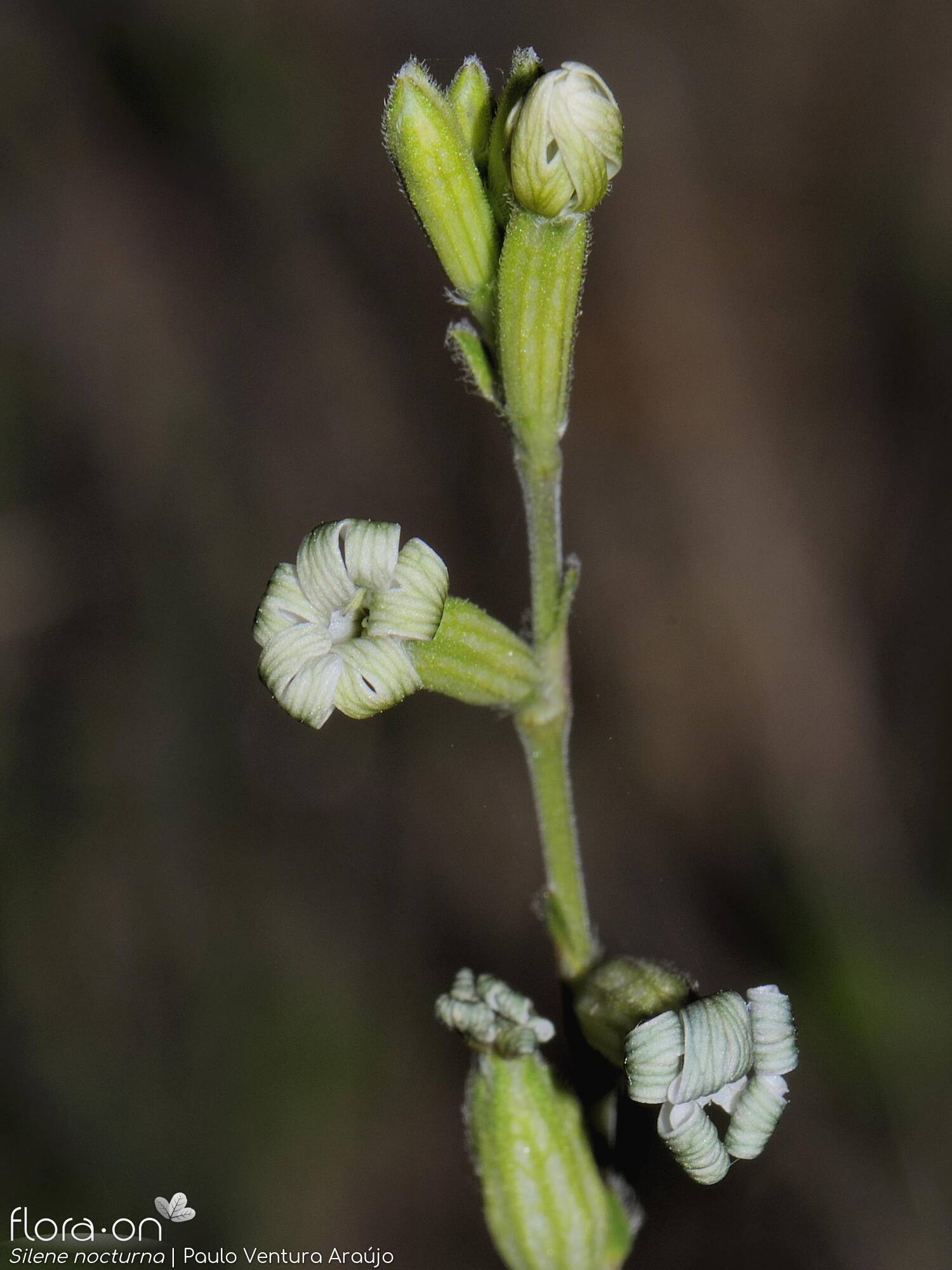 Silene nocturna