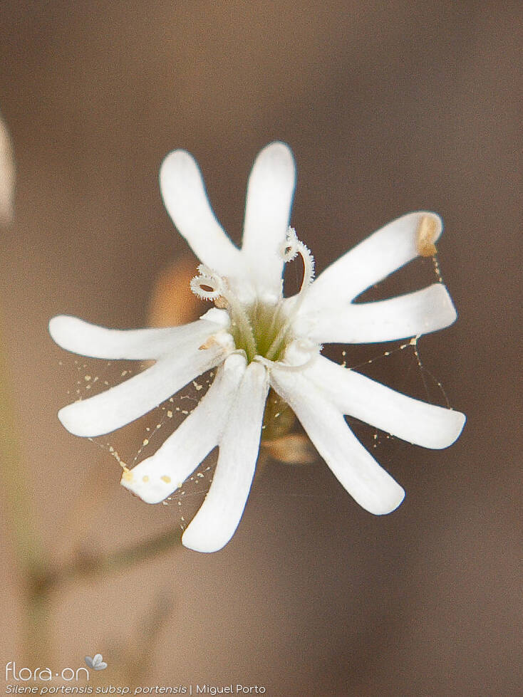 Silene portensis
