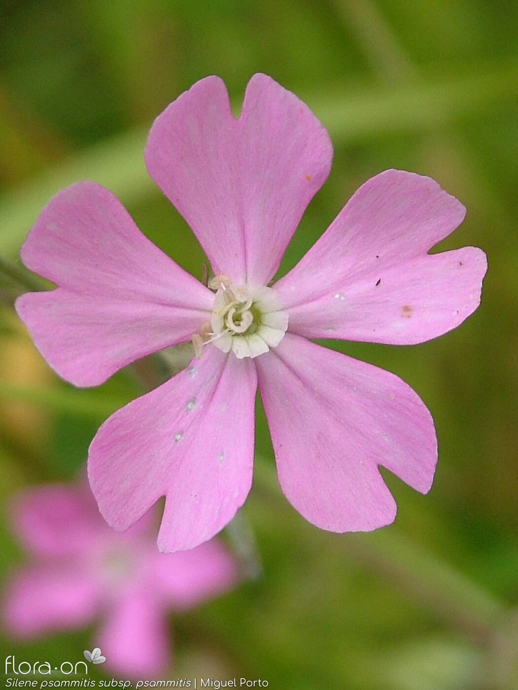 Silene psammitis psammitis - Flor (close-up) | Miguel Porto; CC BY-NC 4.0