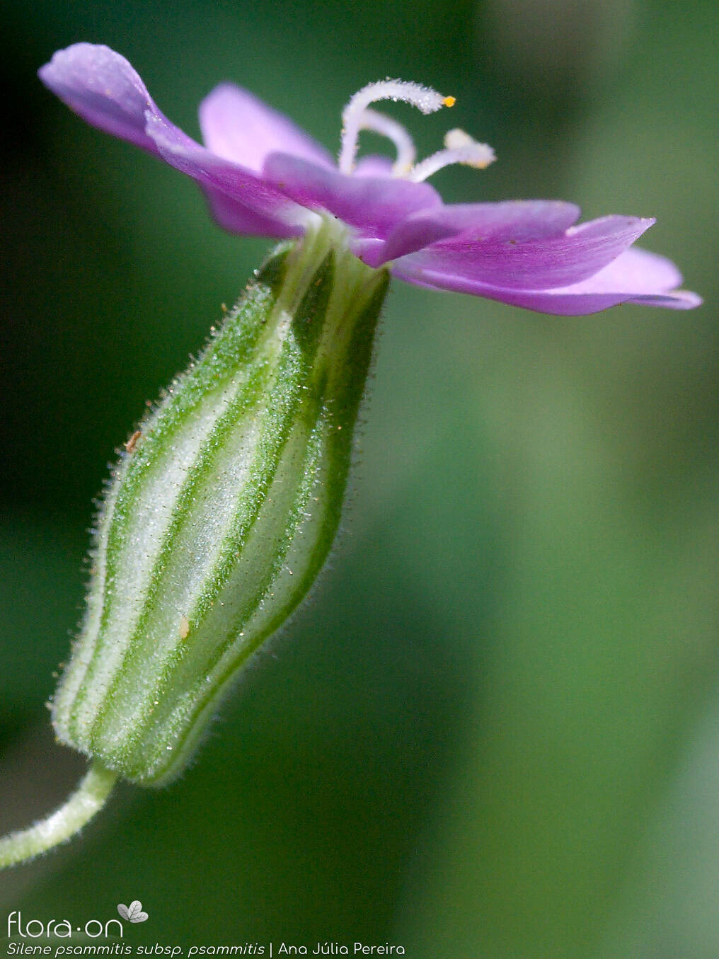 Silene psammitis psammitis - Flor (close-up) | Ana Júlia Pereira; CC BY-NC 4.0
