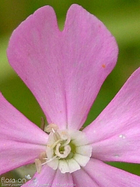 Silene psammitis psammitis - Flor (close-up) | Miguel Porto; CC BY-NC 4.0