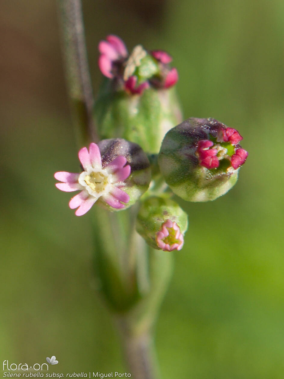 Silene rubella rubella - Flor (close-up) | Miguel Porto; CC BY-NC 4.0