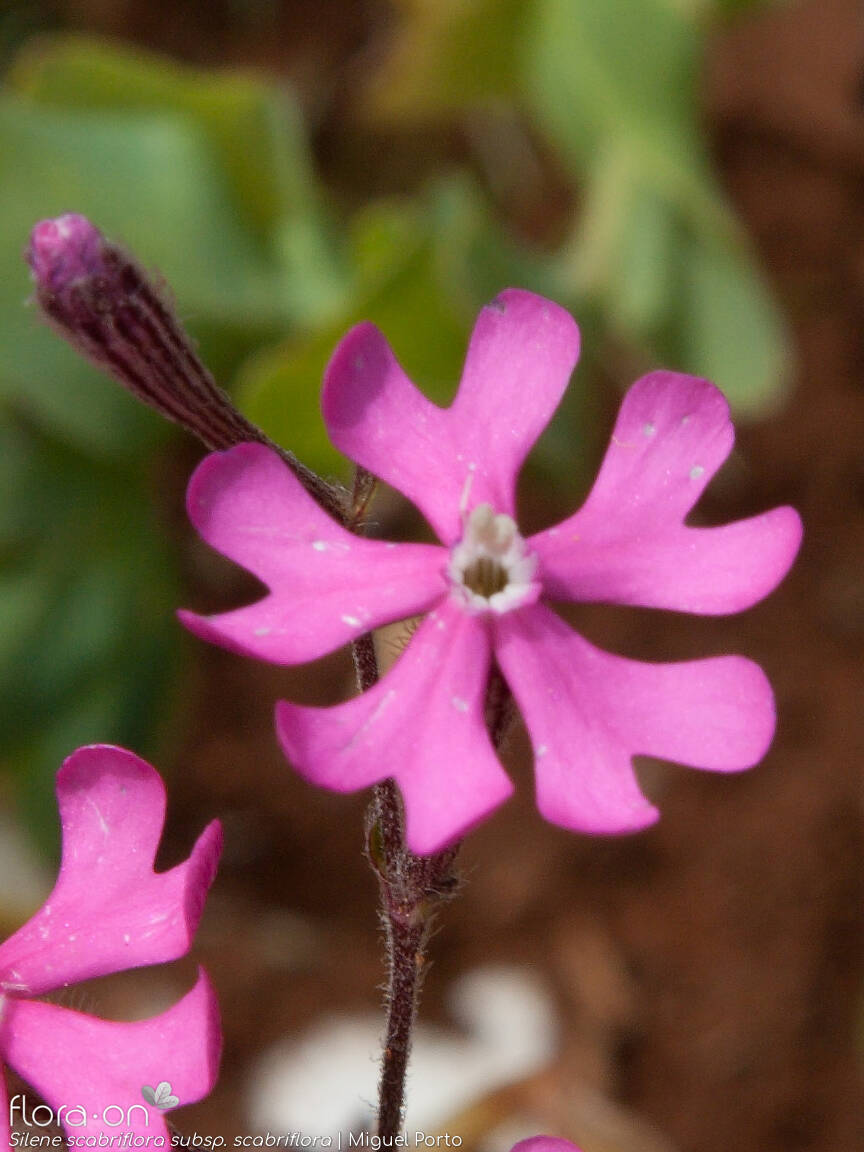 Silene scabriflora - Flor (close-up) | Miguel Porto; CC BY-NC 4.0