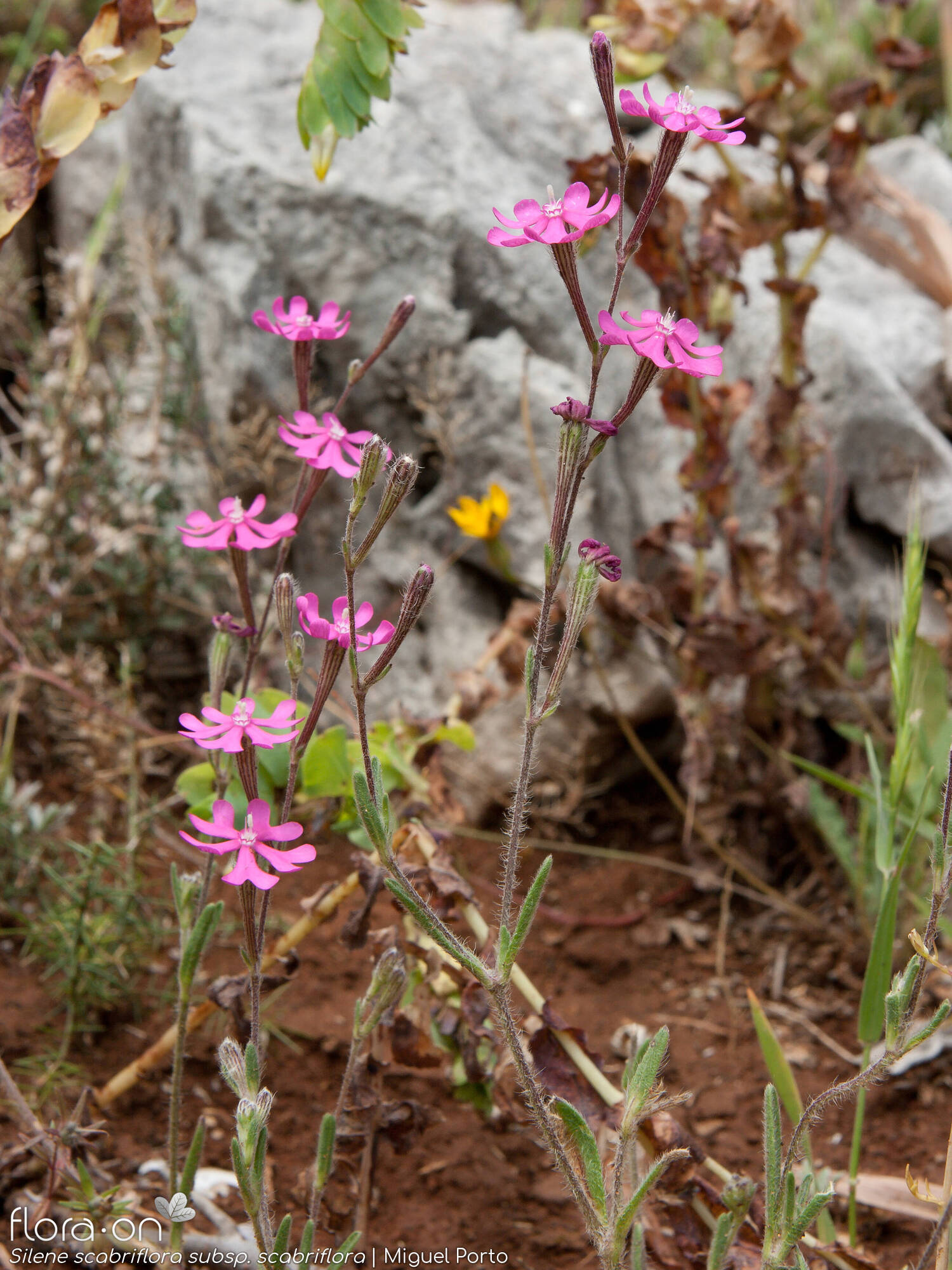 Silene scabriflora - Hábito | Miguel Porto; CC BY-NC 4.0