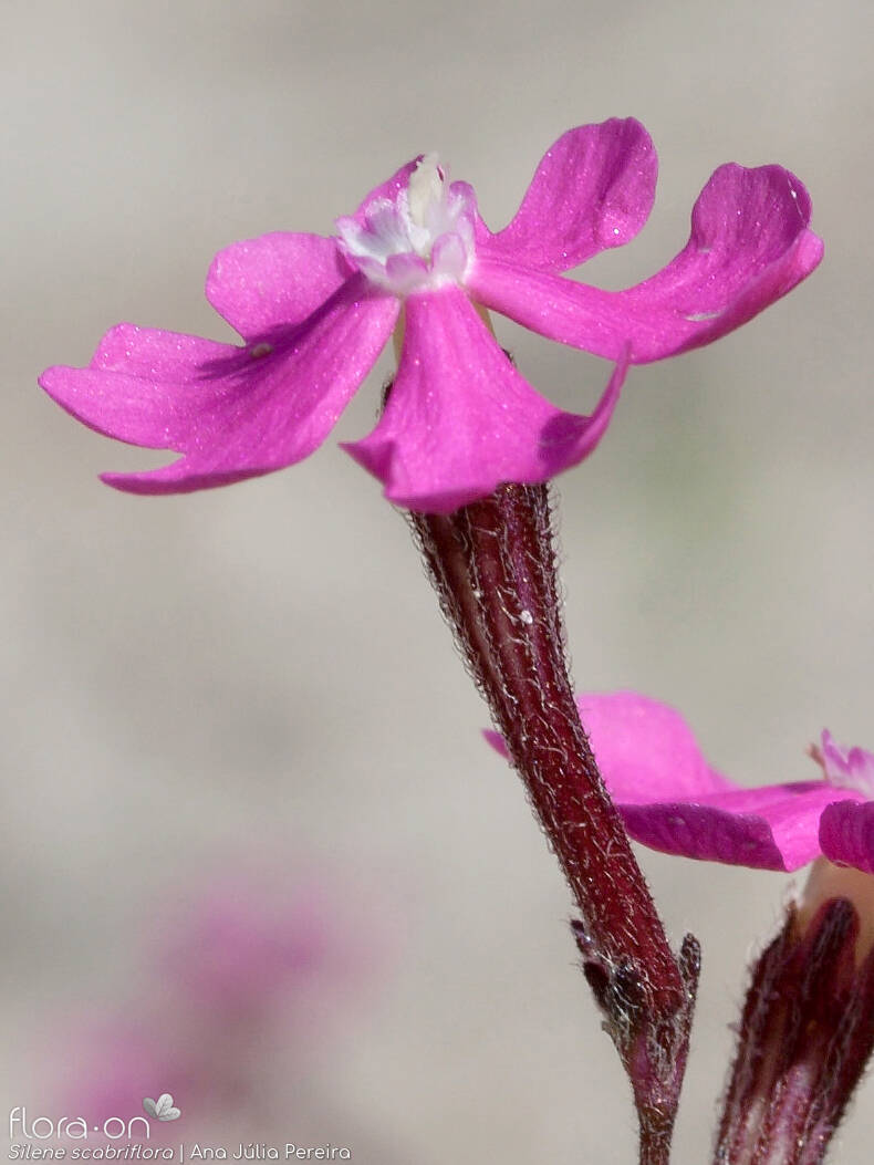 Silene scabriflora - Flor (close-up) | Ana Júlia Pereira; CC BY-NC 4.0