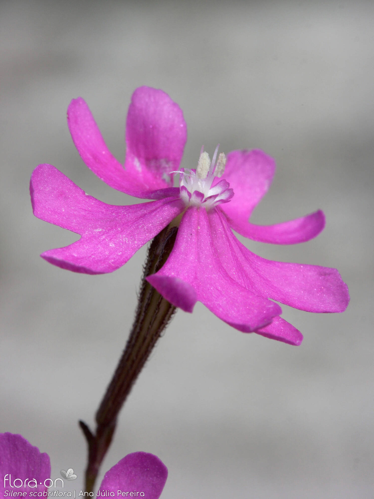 Silene scabriflora - Flor (close-up) | Ana Júlia Pereira; CC BY-NC 4.0
