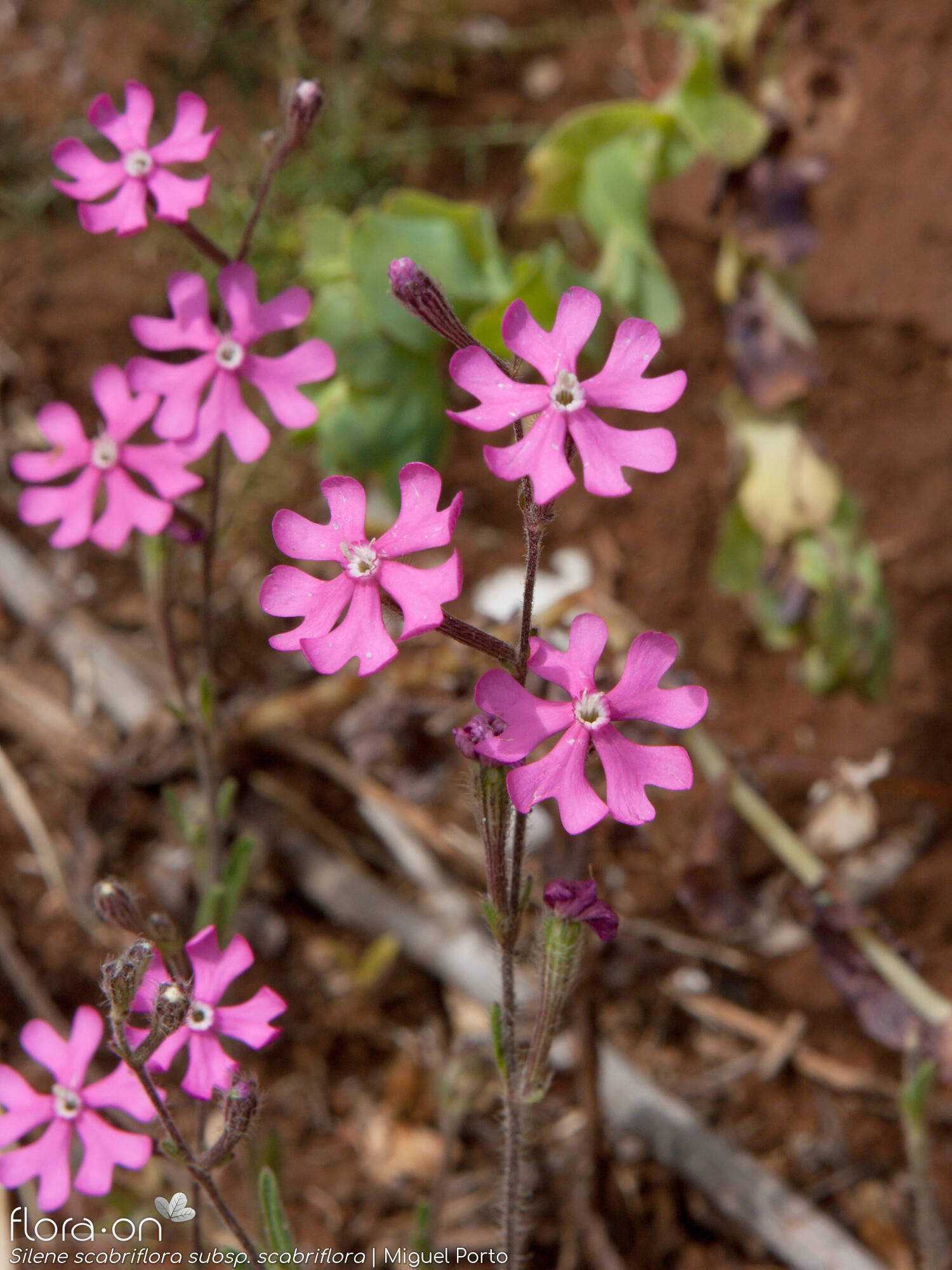 Silene scabriflora - Flor (geral) | Miguel Porto; CC BY-NC 4.0
