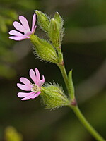 Silene sclerocarpa