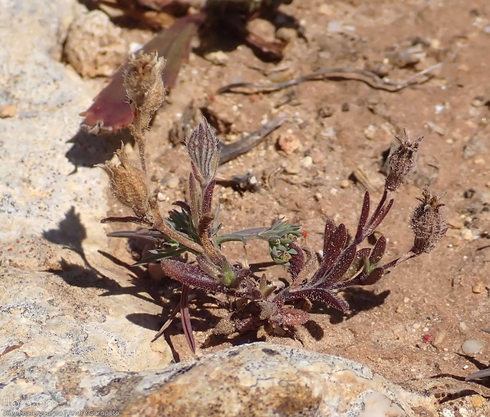 Silene sclerocarpa - Hábito | André Carapeto; CC BY-NC 4.0