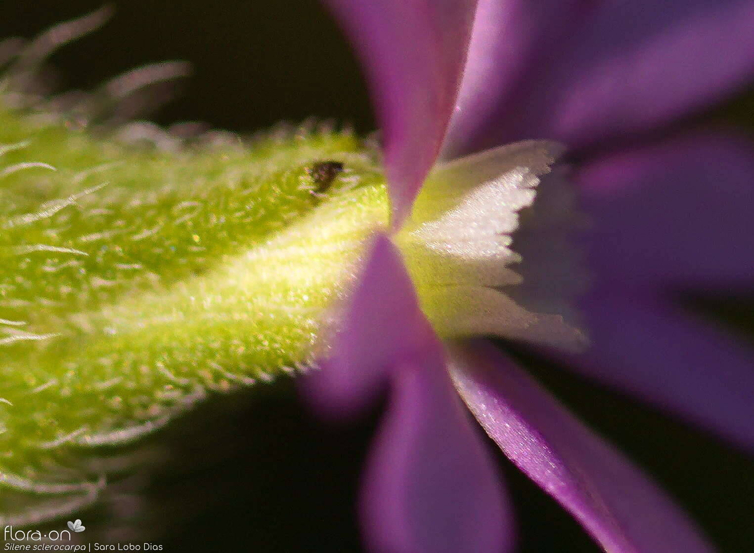 Silene sclerocarpa - Flor (close-up) | Sara Lobo Dias; CC BY-NC 4.0